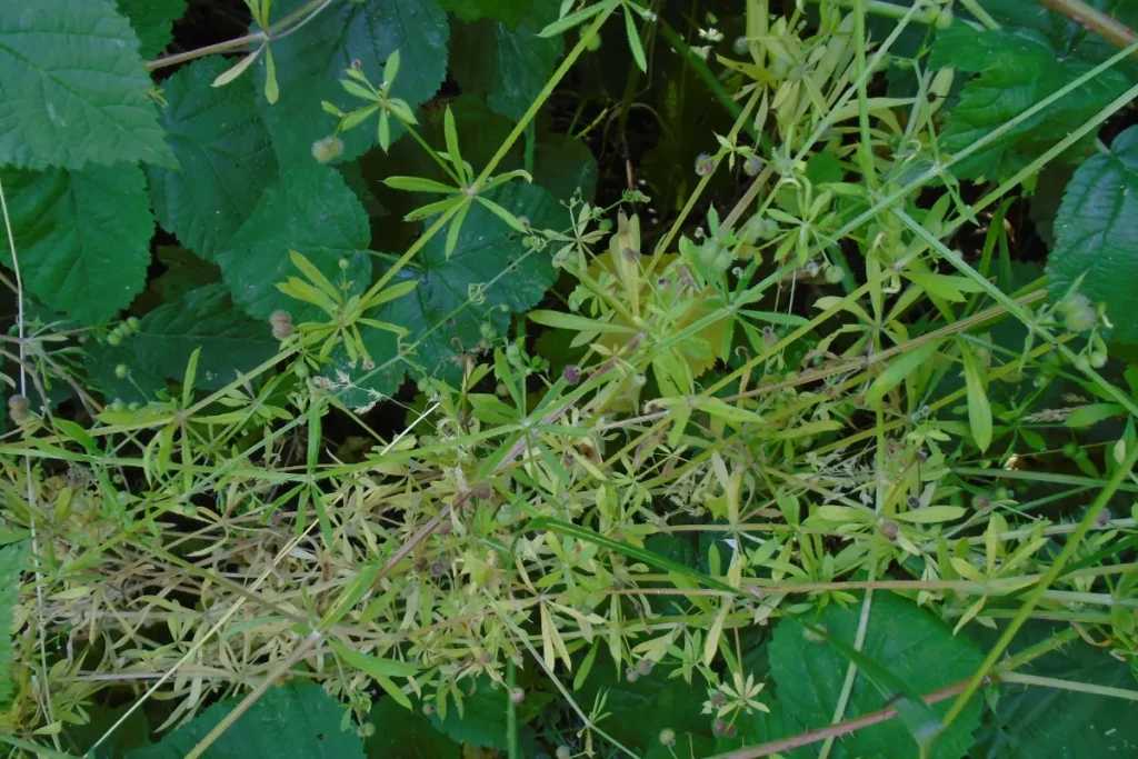 Comment enlever herbe qui s'accroche aux vêtements